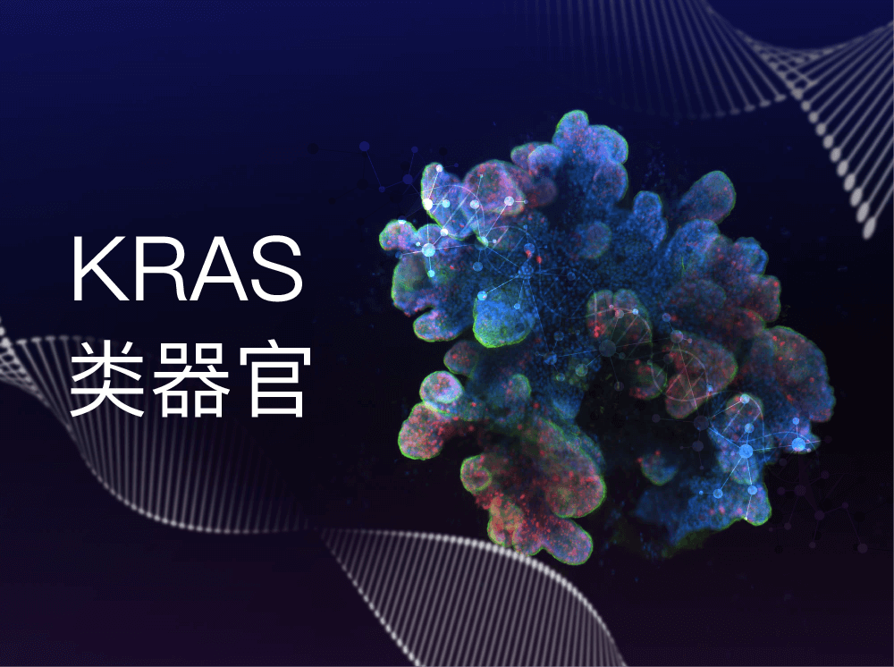 丹望医疗KRAS类器官模型