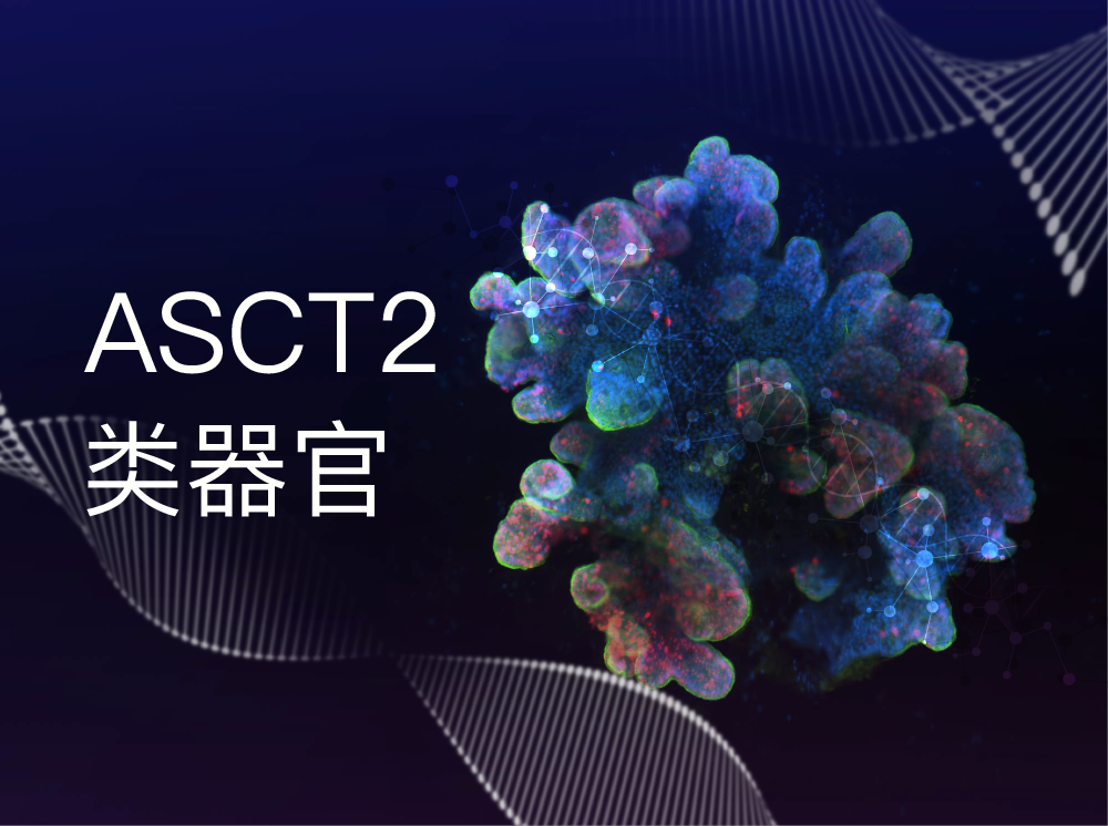 丹望医疗ASCT2 类器官模型