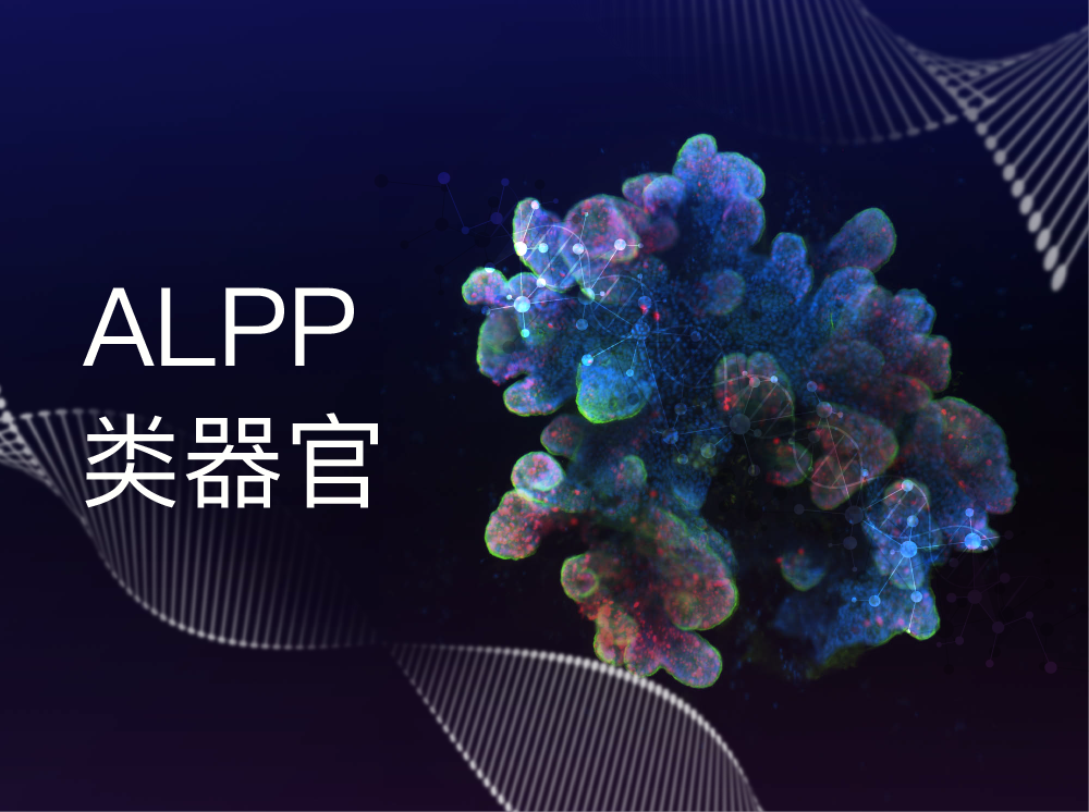 丹望医疗ALPP 类器官模型