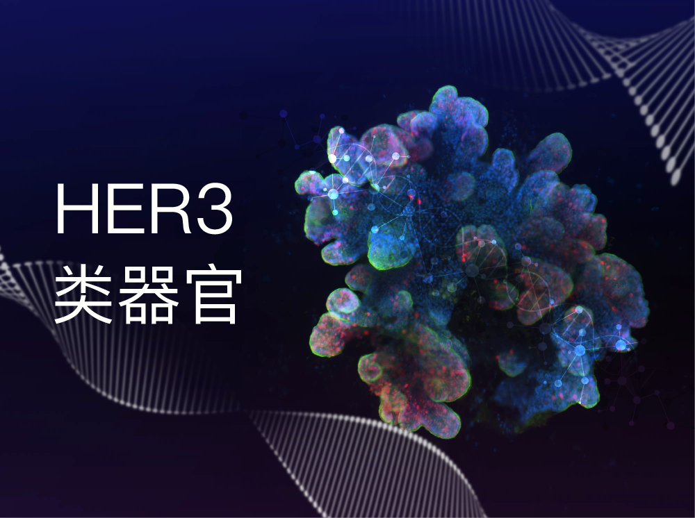 丹望医疗HER3类器官模型