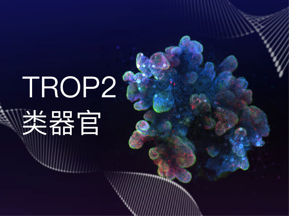 丹望医疗TROP2 类器官模型