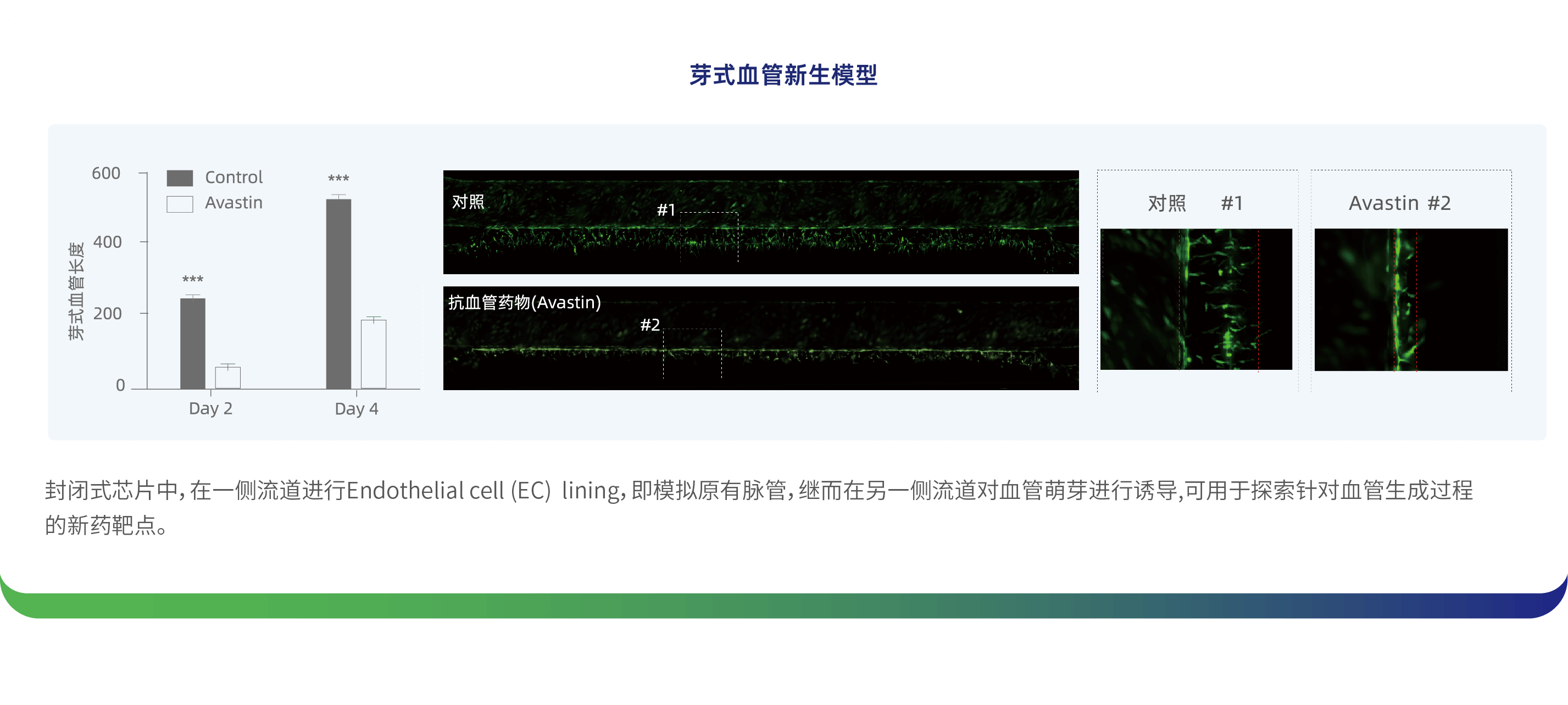 血管芯片-03.png