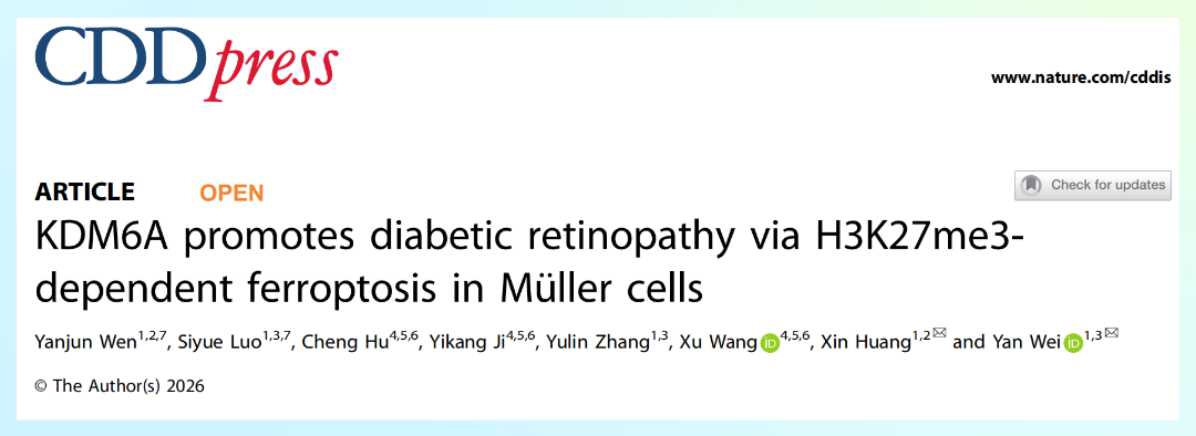 KDM6A 通过 H3K27me3 依赖的 Müller 细胞铁死亡促进糖尿病视网膜病变